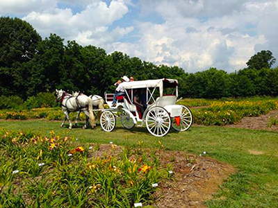 Percheron Horse Carriage Team Northern Virginia