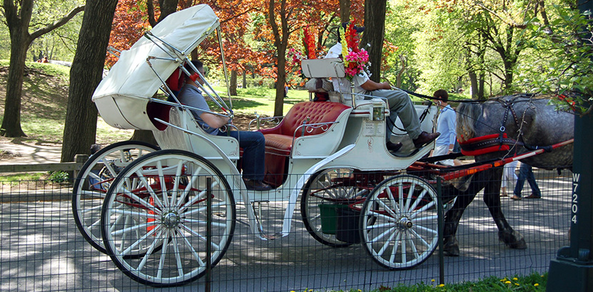 horse and buggy rides near me